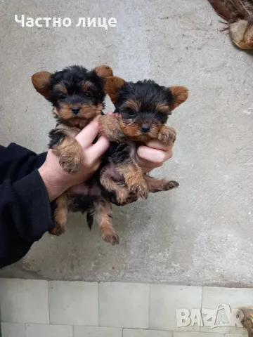 Йоркширски Териер, снимка 3 - Йоркширски териер - 47601675