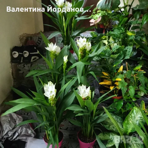 разкошни растения бяла куркума 
