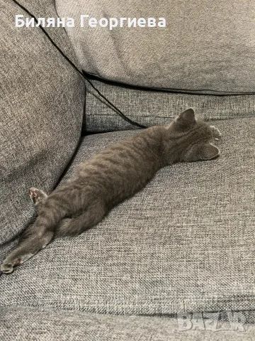 Коте търси дом - София - спешно , снимка 5 - Други - 56156199
