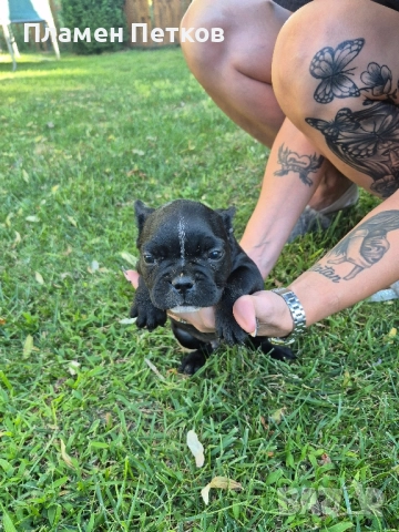 Френски булдог , снимка 1