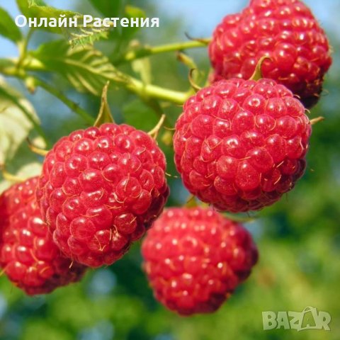 Разсад Къпина И Малина   Без Бодли, снимка 2 - Градински цветя и растения - 29100732