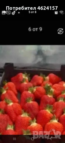 Продавам разсад ягоди, снимка 5 - Сортови семена и луковици - 54183179