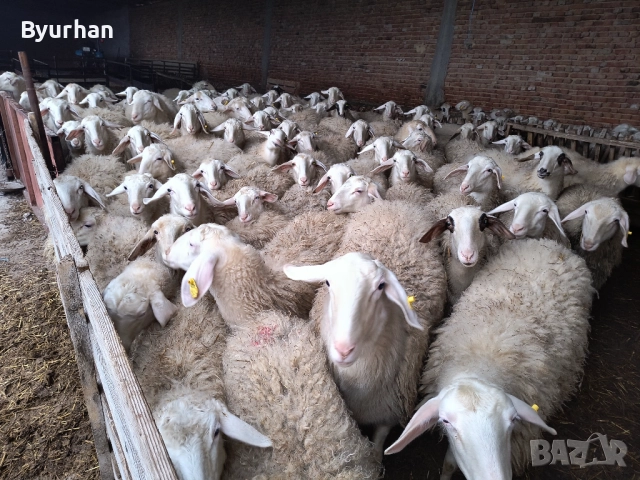 Заплодени Асаф Шилета, снимка 3 - Овце - 52866729