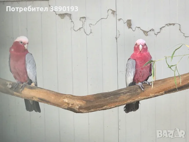 Днойка розово какаду, снимка 5 - Папагали - 55959852