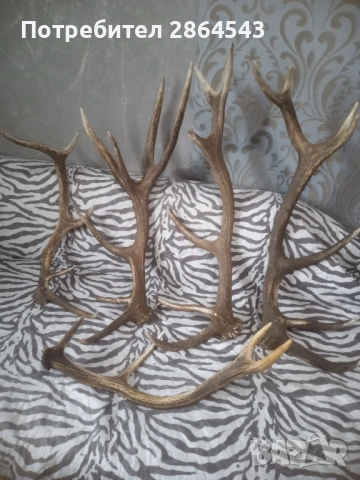 Еленови рога