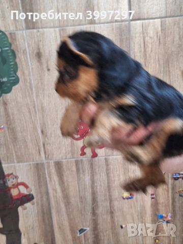 Вече с първа ваксина четири мъжки и едно женско, снимка 3 - Йоркширски териер - 54141953