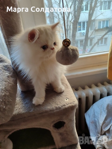 Персиисчета, снимка 4 - Персийска - 53143924