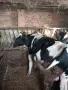 Продавам телета угоени , снимка 9