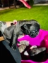 Френски булдог, снимка 4