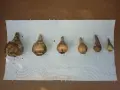 Луковици нарциси и минзухари, снимка 1