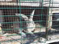 продавам зайци - различни породи и възрасти, снимка 7