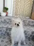 Момче  и момиче със  две ваксини , снимка 1