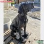 Градинска статуя куче Немски дог от бетон в реален размер – черен цвят, снимка 5
