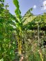 Бананови палми  , снимка 1 - Градински цветя и растения - 37825533