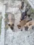 Белгийски овчарки малиноа. Елитни родители, снимка 2