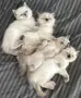 Готови за нов дом, снимка 5