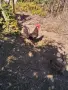  Петел Черен Легхорн Leghorn, снимка 4