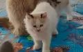 коте Регдол на 3месеца момче, снимка 1