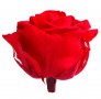 Луксозна вечна роза в опаковка BEAUTY & THE BEAST, снимка 4