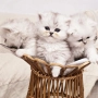 Персийска сребърна чинчила котенца , снимка 4