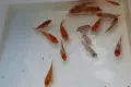 японски шаран кои, снимка 9
