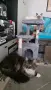 Котешка катерушка с драскалка на 4 нива,с играчка,несглобена,нова,в неразпечатан кашон., снимка 1