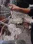 Елегантен полилей, липсват две декоративни топки, снимка 6