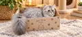 Персийски котенца, снимка 16