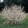 Китайска бяла Вишна (Бяла Нинджа), снимка 2