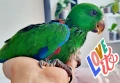 ръчно хранени папагали Еклектус , снимка 3