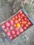 Градински домати, снимка 1