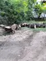 Дъб дърва за огрев 6 куб. плътно, снимка 6