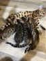 Бенгалски котенца , снимка 5