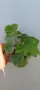 Pelargonium Ю Полонез, снимка 3
