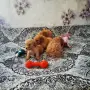 Продава се Мини Пудели, снимка 4