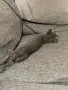 Коте търси дом - София - спешно , снимка 5