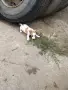Продавам Джак Ръсел, снимка 4