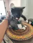 Подарявам малки котенца, снимка 5