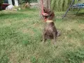 Курцхаар момиче от Работещи родители, снимка 2