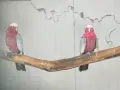 Днойка розово какаду, снимка 5