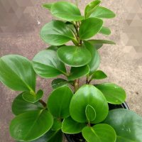 7 растения за продажба за отглеждане в саксия , снимка 1 - Стайни растения - 42902001
