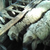 Продават се кочове,шилета и агнета, снимка 10 - Овце - 39505595