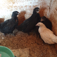 Пиленца на ден и на 1 месец, снимка 2 - Кокошки и пуйки - 44794318