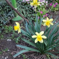 Нарциси- луковици, снимка 3 - Градински цветя и растения - 44321121