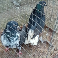 Николаевски гълъби 5 двойки , снимка 18 - Гълъби - 44517160