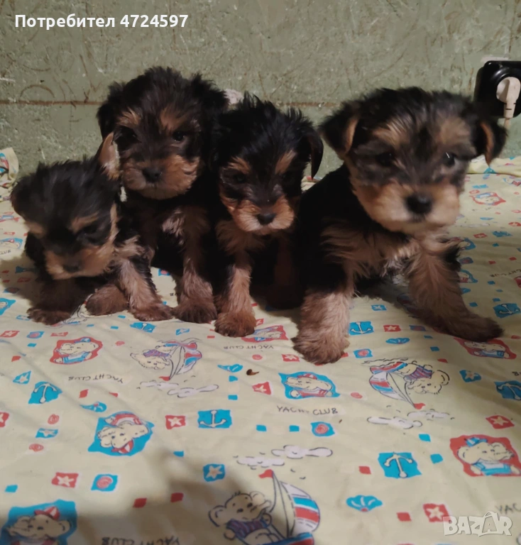 Йоркширски териер , снимка 1