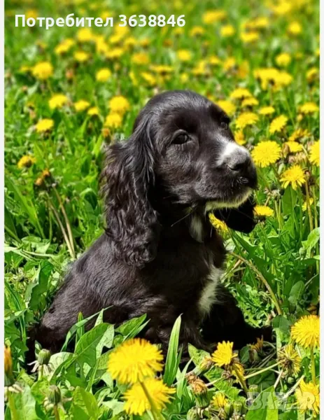 Кокер шпаньол, снимка 1