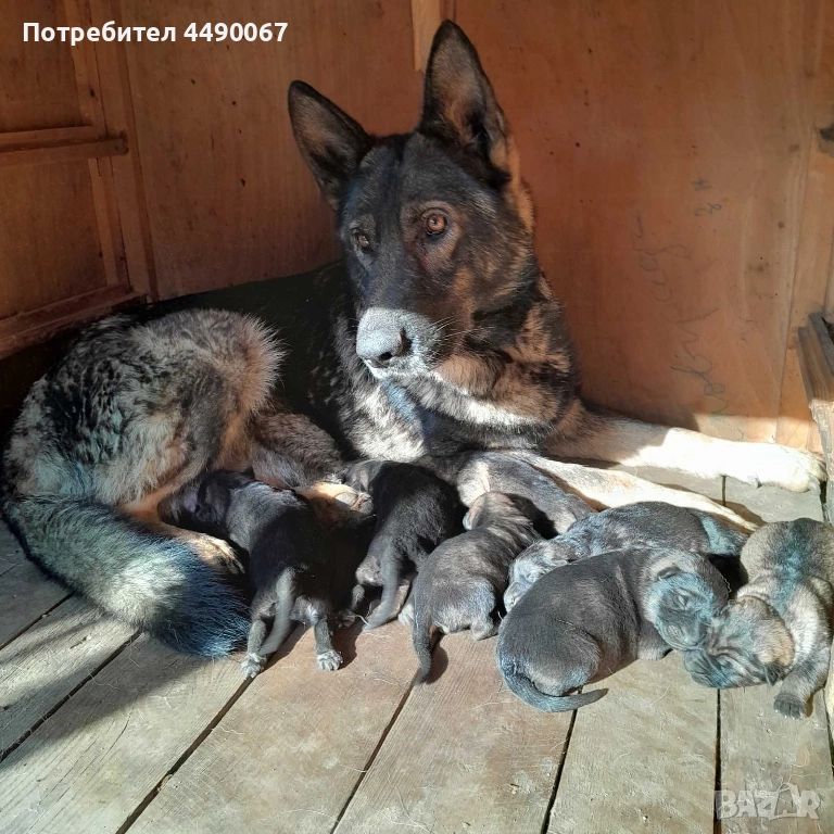 Немска овчарка - сивак, снимка 1