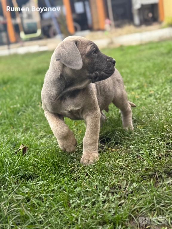 Кане Корсо , снимка 1