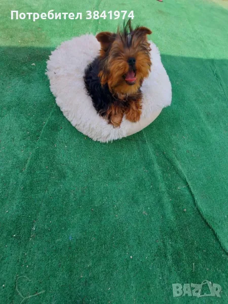 Йоркширски териер, снимка 1